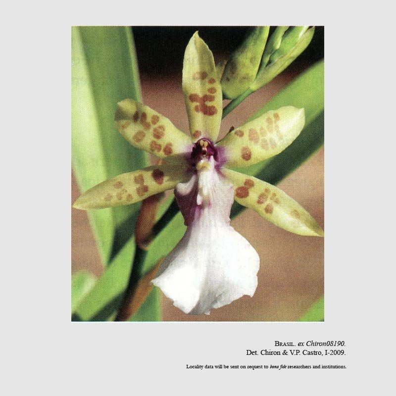 Miltonia altairiana